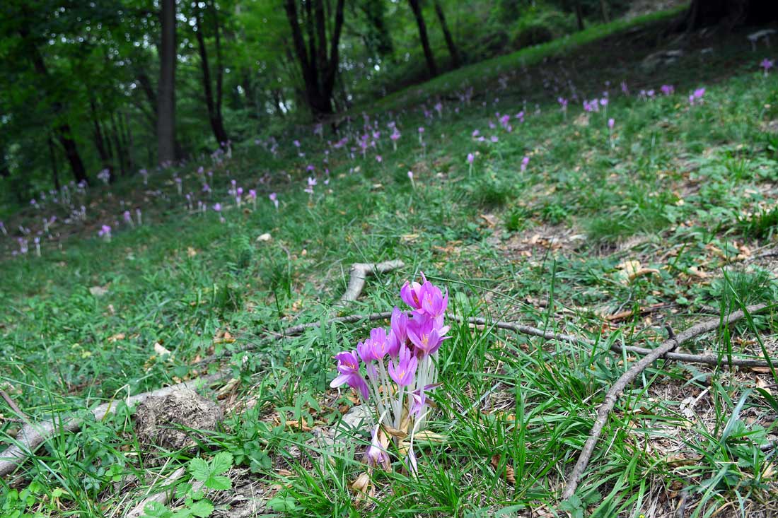 escursioni alpe di megna